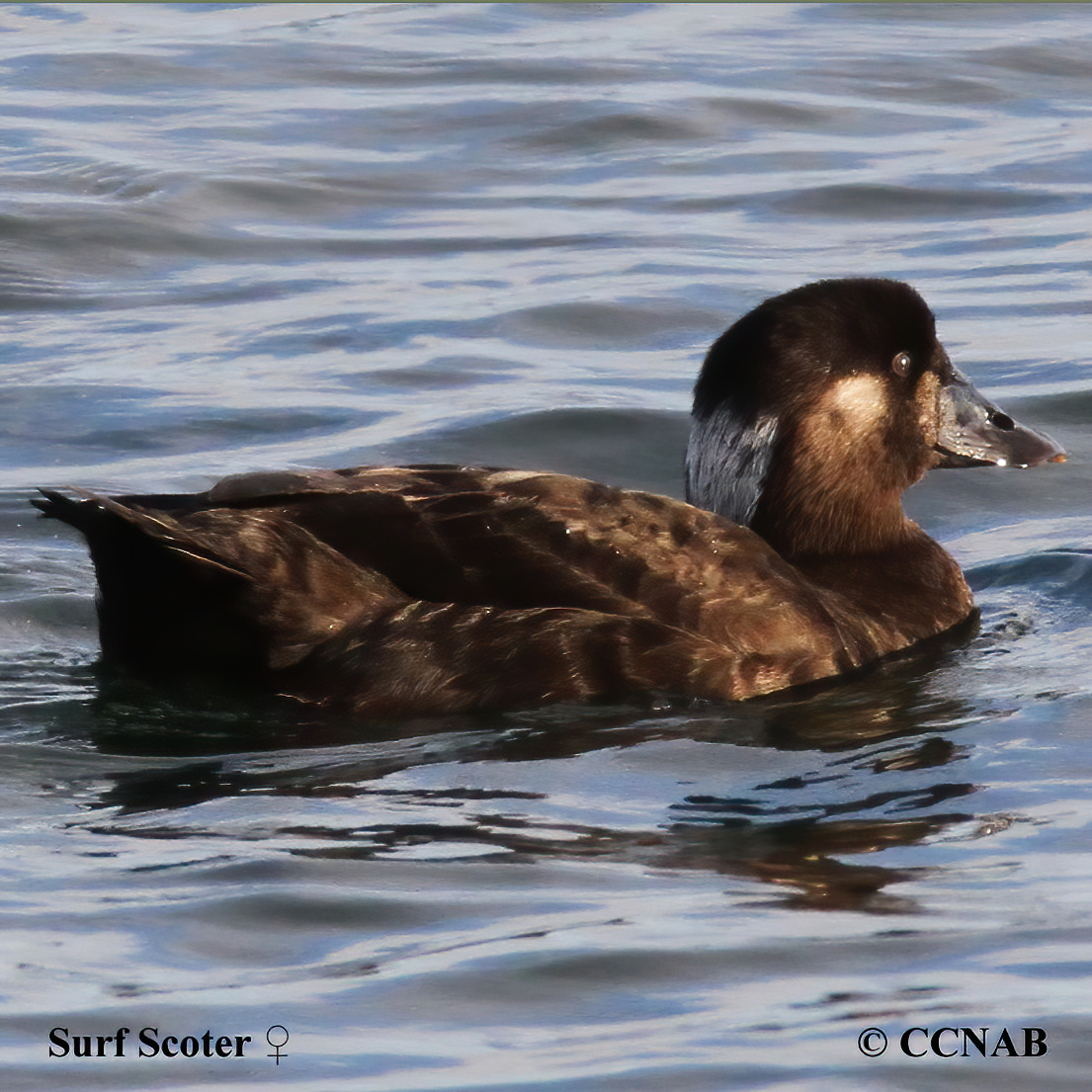 Surf Scoter