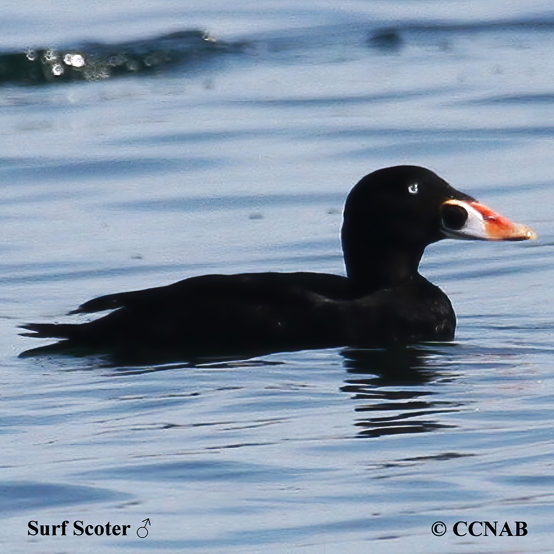 Surf Scoter