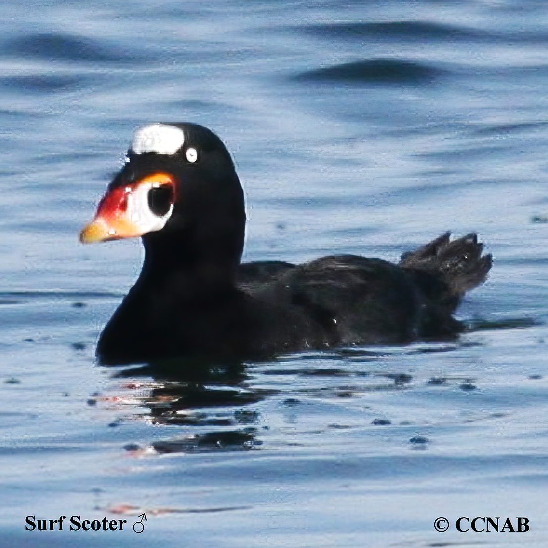 Birds of North America