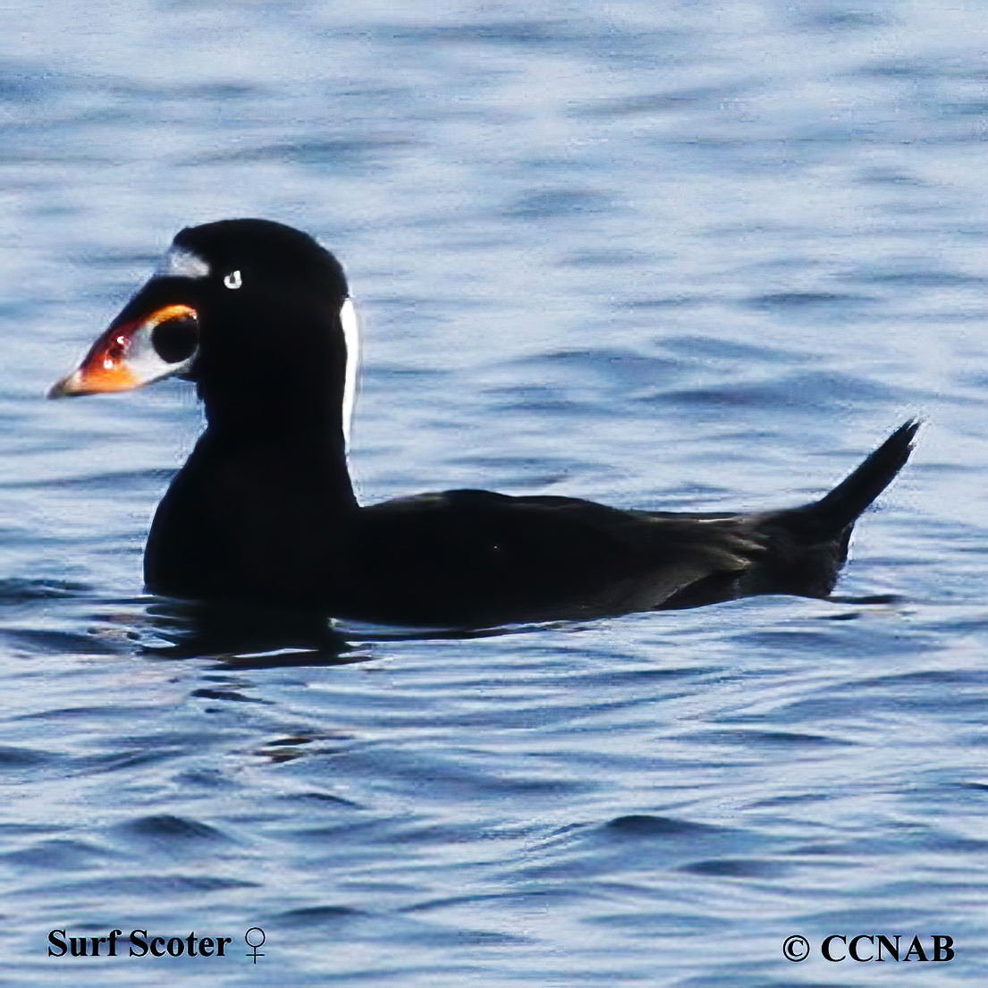 Surf Scoter