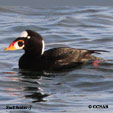 Surf Scoter range map