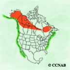 Surf Scoter range map