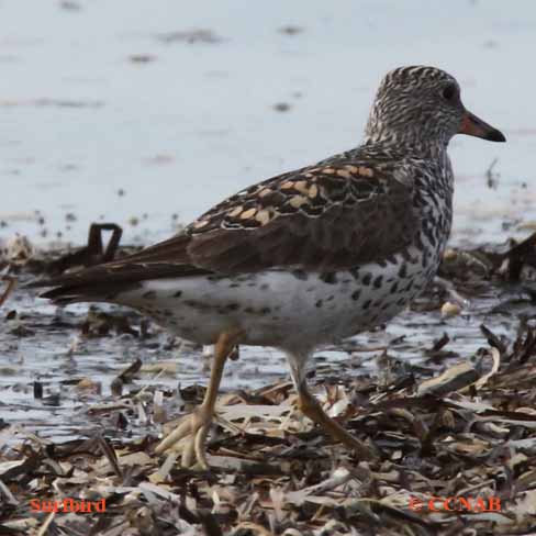 Surfbird