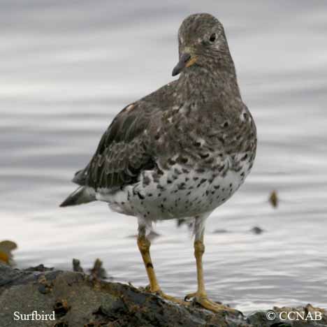 Birds of North America from  15 Sn to Tr