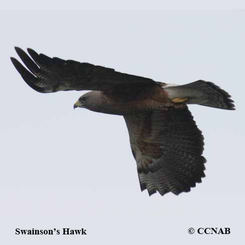 Swainson's Hawk