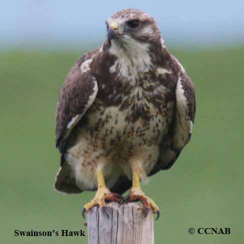 hawks