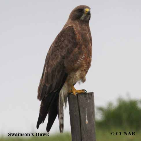 Swainson's Hawk