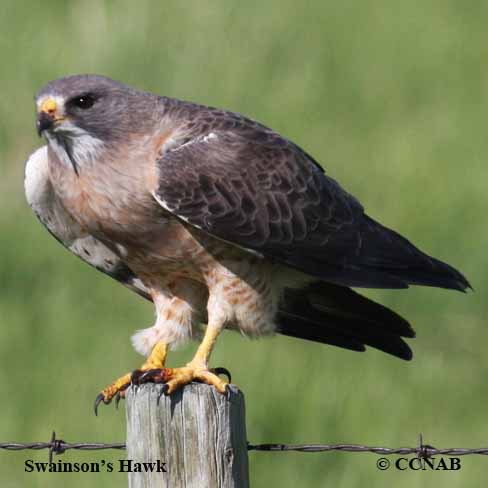 Birds of North America