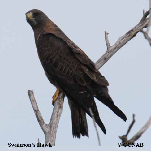 Swainson's Hawk