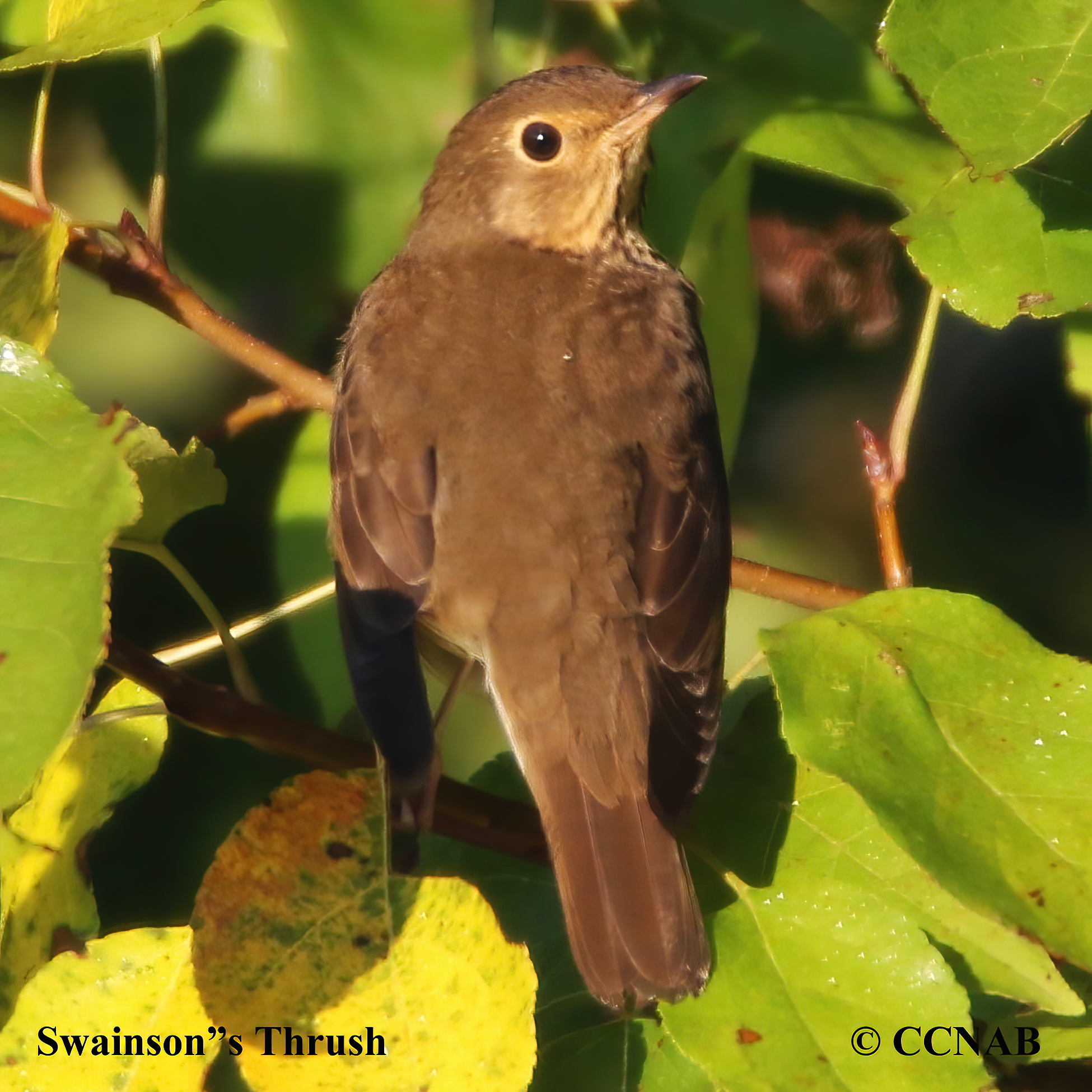 Swainson's Thrush