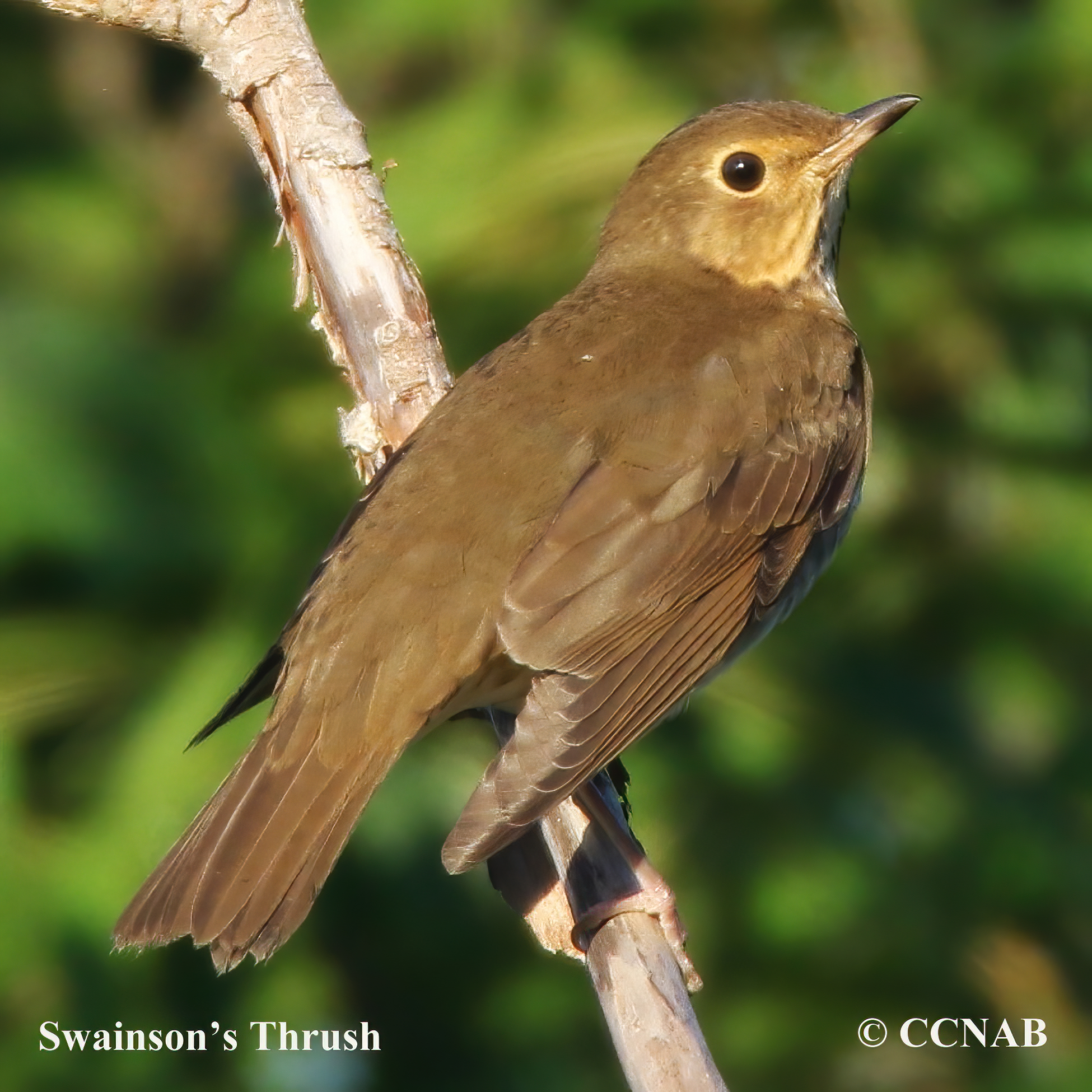 Birds of North America