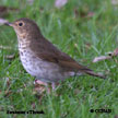 Swainson's Thrush range map