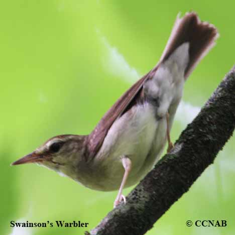 Birds of North America