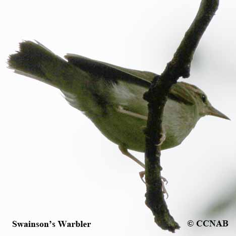 Swainson's Warbler