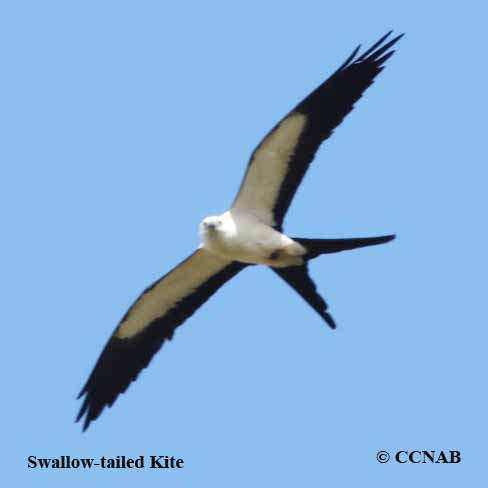 Swallow-tailed Kite