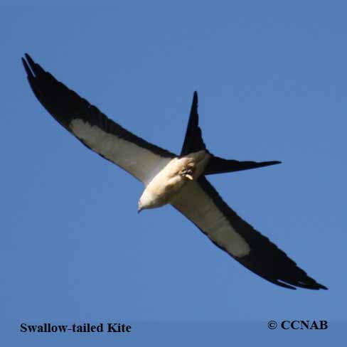 Swallow-tailed Kite