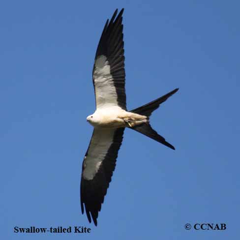 Swallow-tailed Kite