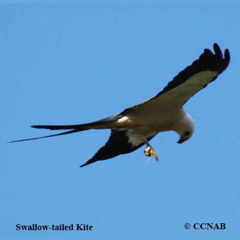 Swallow-tailed Kite