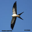 Swallow-tailed Kite range map