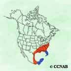 Swallow-tailed Kite range map