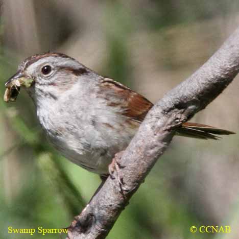 Swamp Sparrow