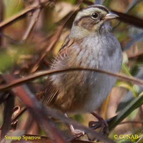 Swamp Sparrow