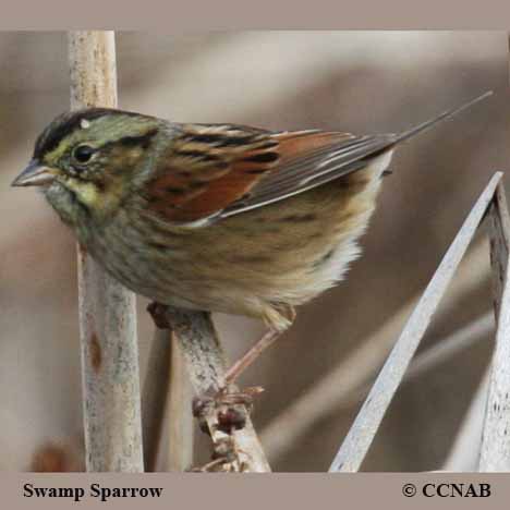 Birds of North America