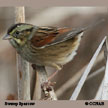 Swamp Sparrow range map