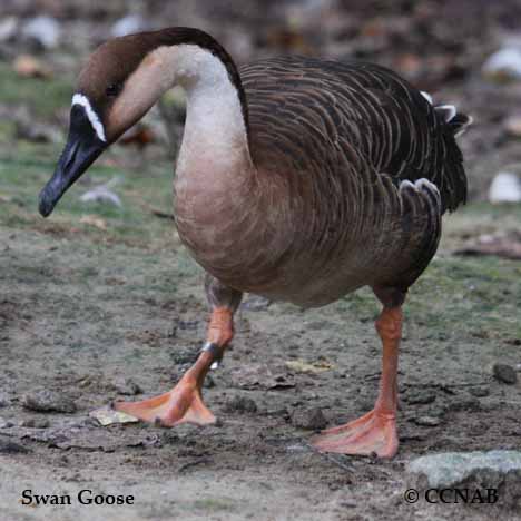 Swan Goose