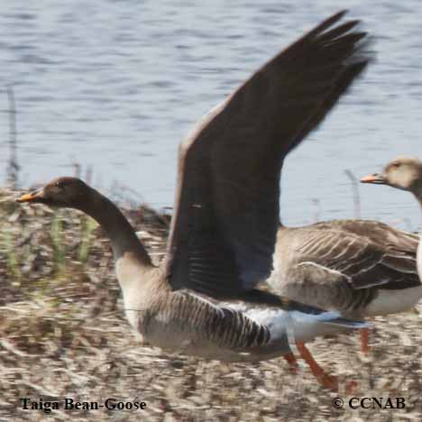 Taiga Bean-Goose