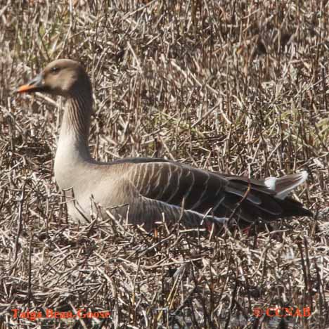 Taiga Bean-Goose