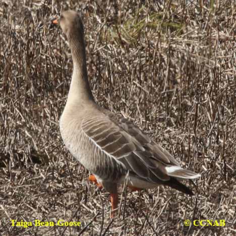 Taiga Bean-Goose