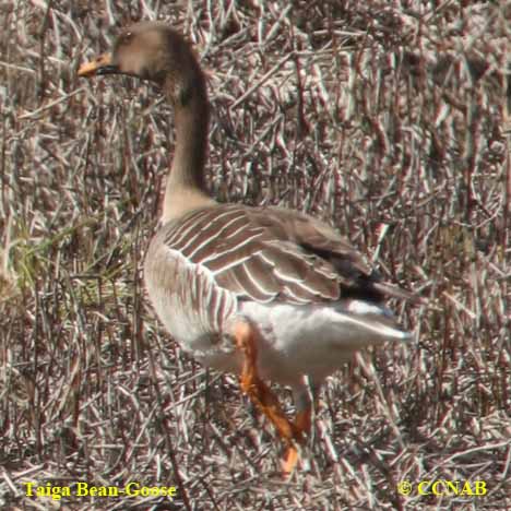 Taiga Bean-Goose