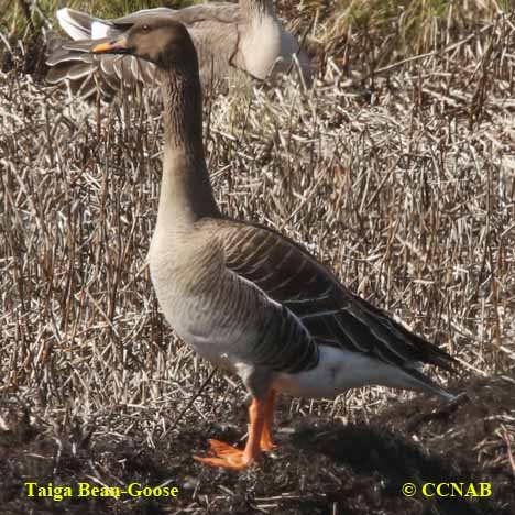 Birds of North America