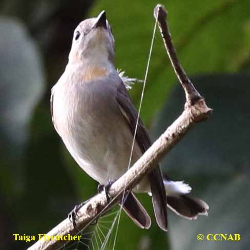 Taiga Flycatcher