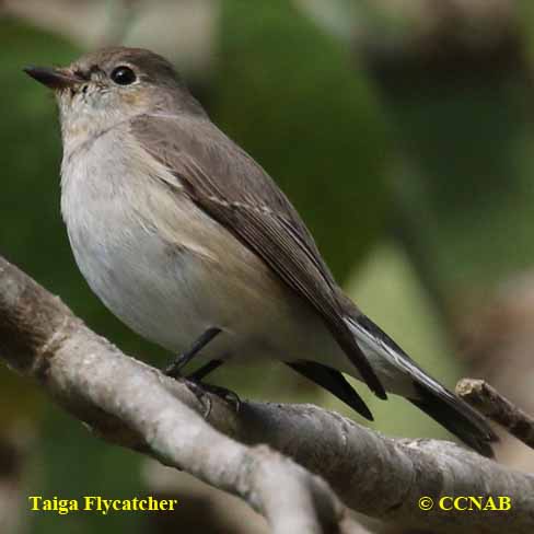 Birds of North America