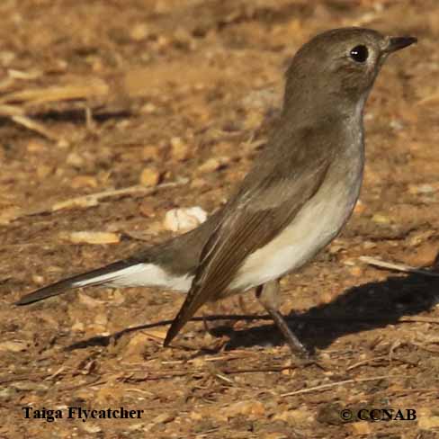 Taiga Flycatcher