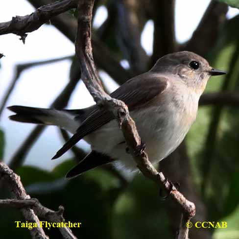 Taiga Flycatcher