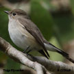 Taiga Flycatcher