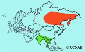 Taiga Flycatcher range map