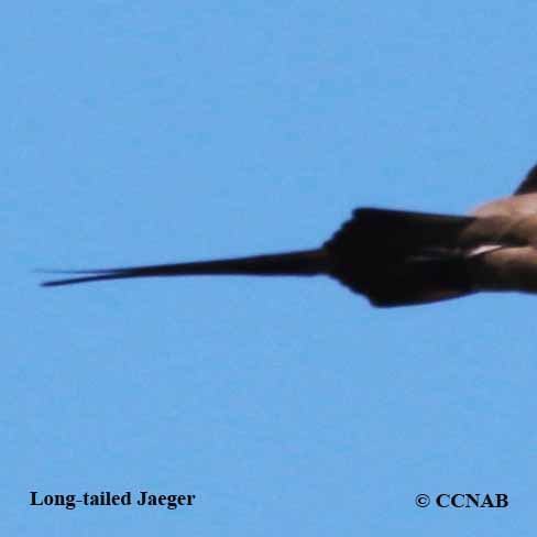 Long-tailed_Jaeger