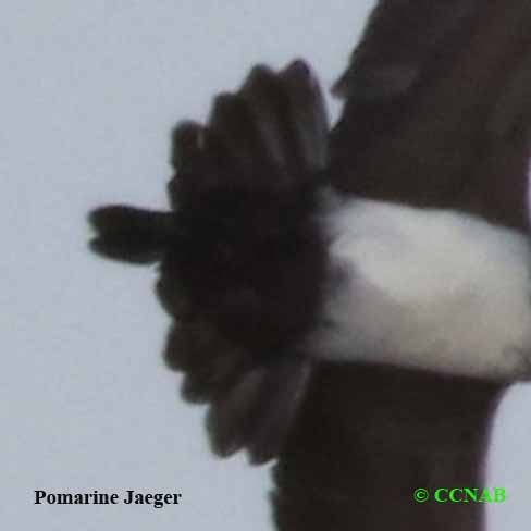 Pomarine_Jaeger