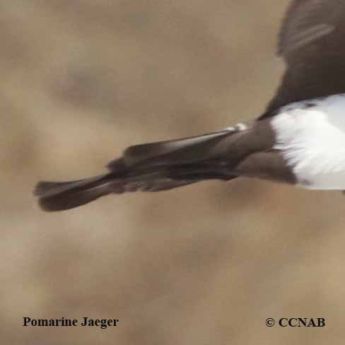 Pomarine_Jaeger