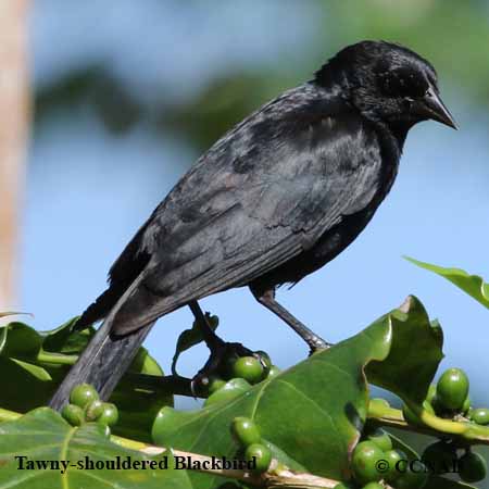 Tawny-shouldered Blackbird