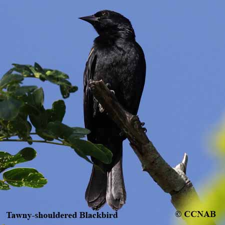 Tawny-shouldered Blackbird