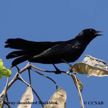 Tawny-shouldered Blackbird