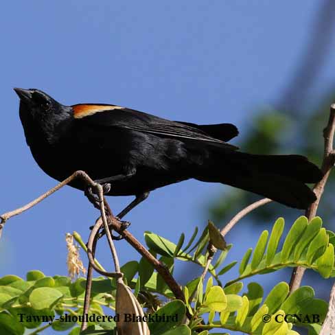 Tawny-shouldered Blackbird