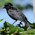 Tawny-shouldered Blackbird