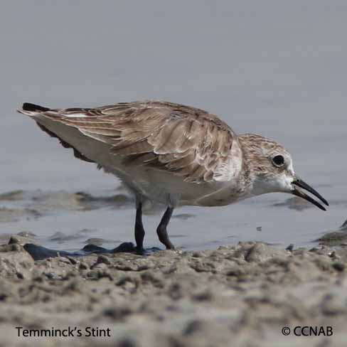 Birds of North America