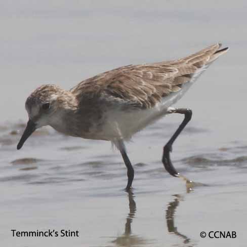 Temminck's Stint